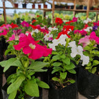 Petunias – Explosión de Color para Todo Tu Jardín