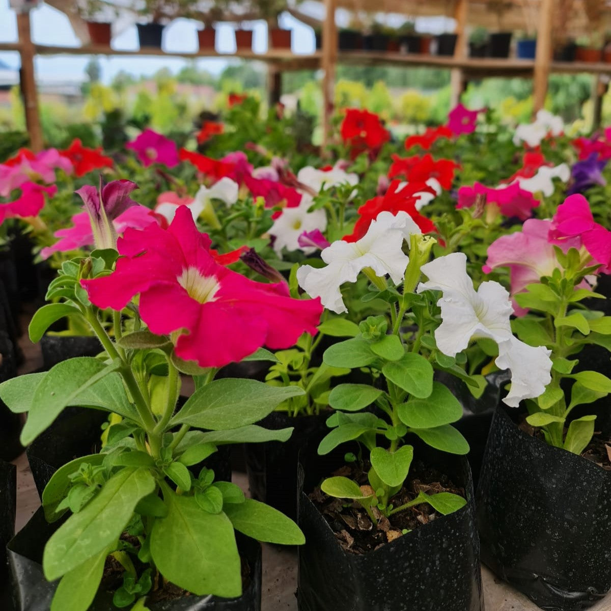 Petunias – Explosión de Color para Todo Tu Jardín