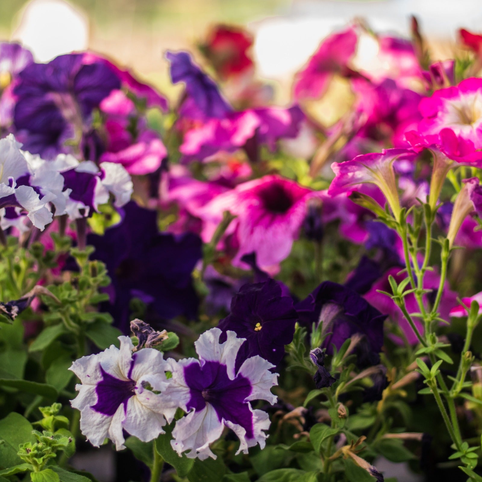 Petunias – Explosión de Color para Todo Tu Jardín
