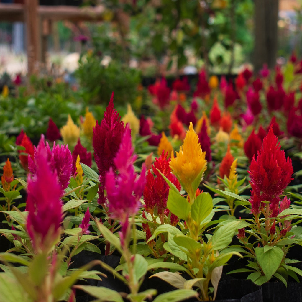 Penacho (Celosía) – ¡Colores que Encienden tu Jardín y Tu Corazón