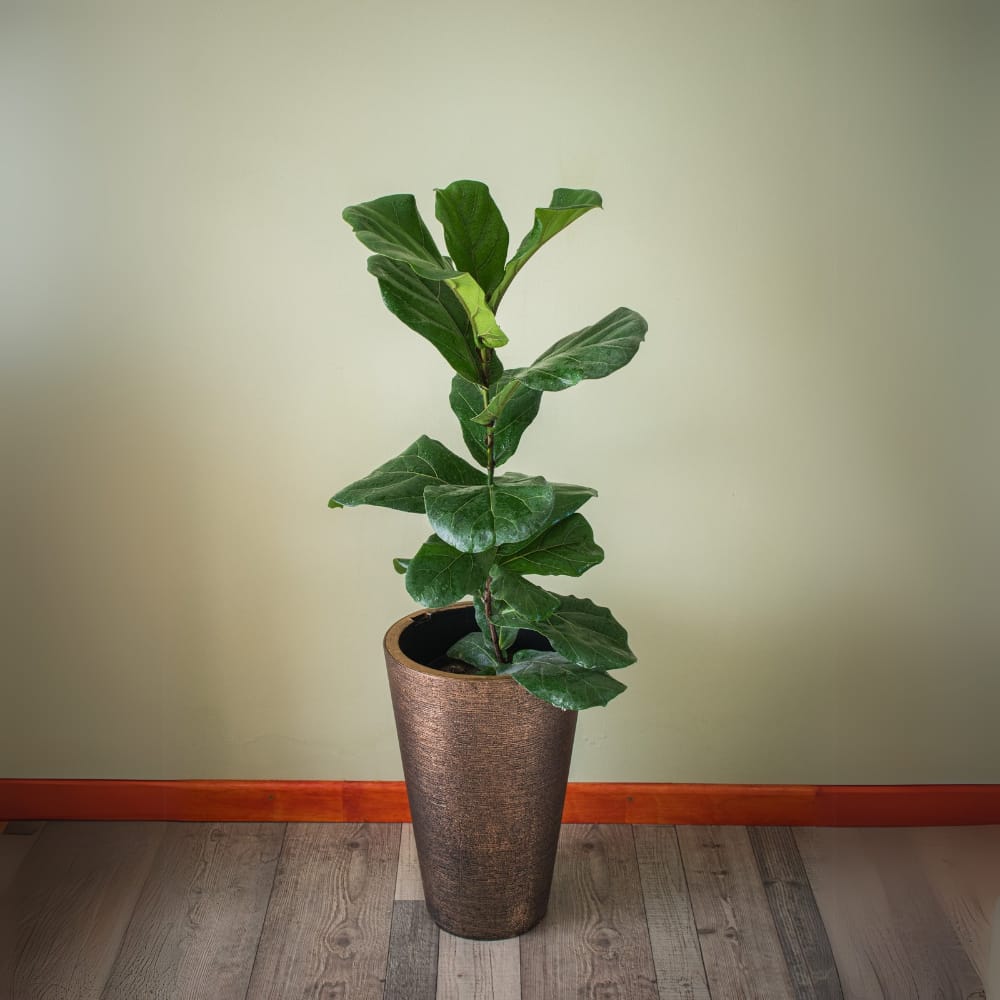 Ficus Lyrata Grande