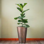 Ficus Lyrata Grande