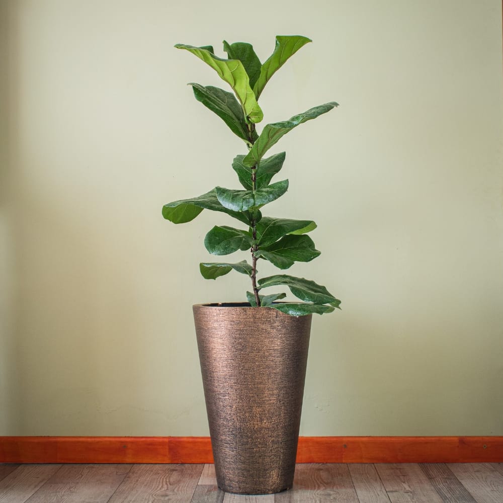 Ficus Lyrata Grande