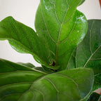 Ficus Lyrata Grande