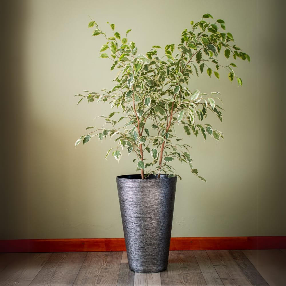Ficus Samantha  Grande
