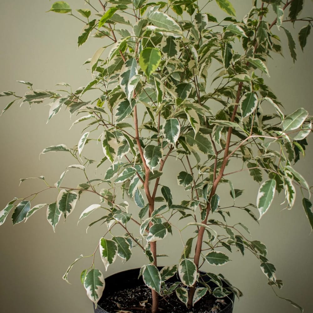 Ficus Samantha  Grande