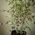 Ficus Samantha  Grande