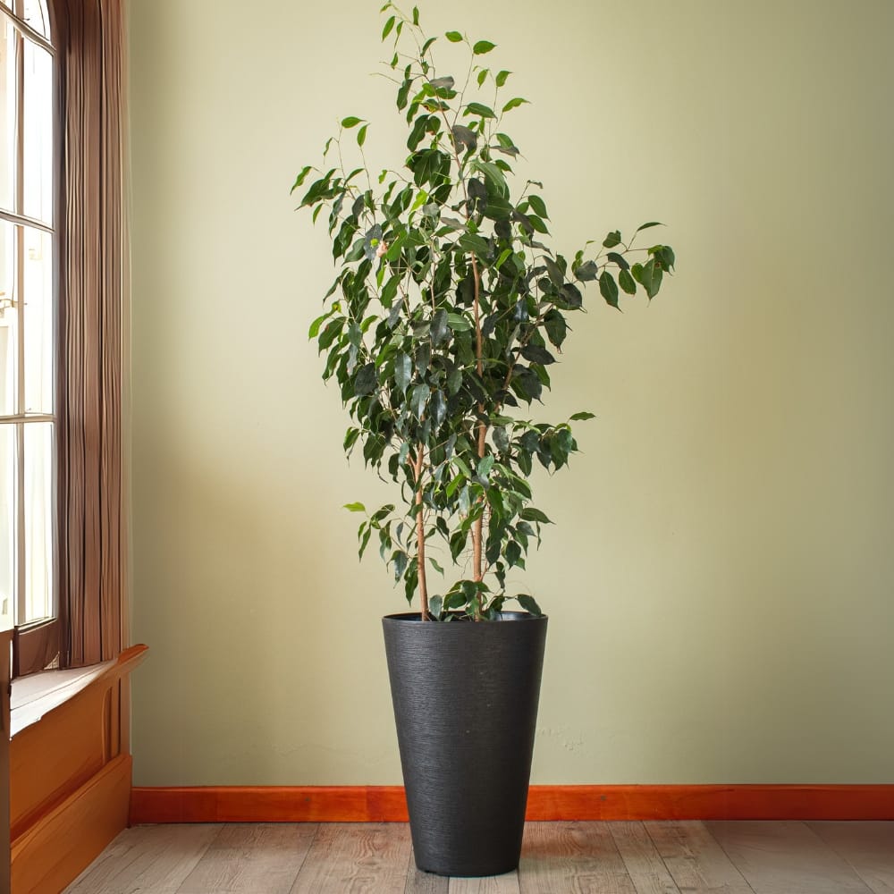 Ficus Benjamina Grande – Elegancia Natural que Purifica tu Espacio