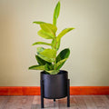Ficus Elastica Shivereana