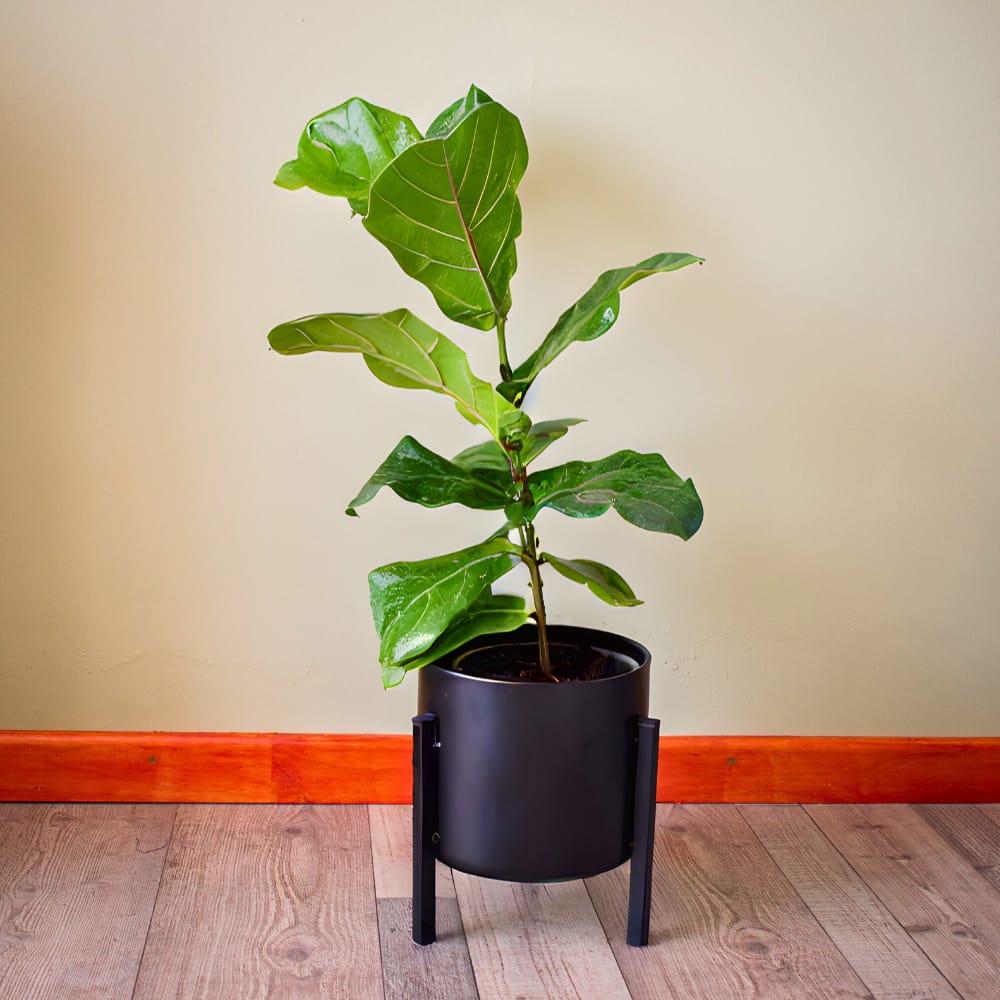 Ficus Lyrata Mediano
