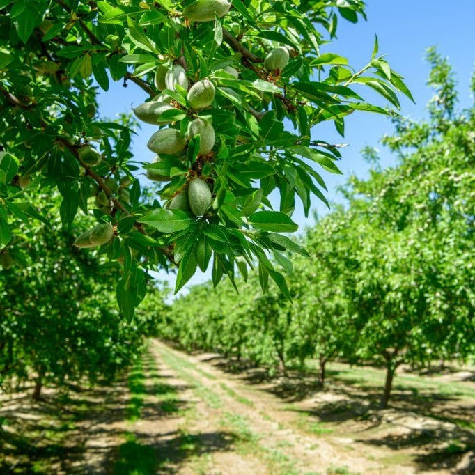 Almendro Non Pareil – Belleza en flor y almendras premium directo desde tu jardín