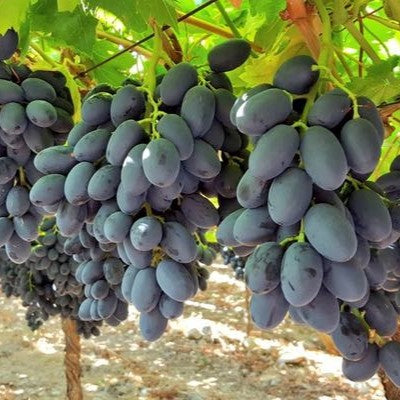 Parra de Uva de Mesa Autumn Royal – Uvas Negras Sin Semillas para tu Jardín Soñado