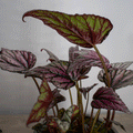 Begonia Rex – Colores que Enamoran, Estilo que Inspira