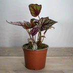Begonia Rex – Colores que Enamoran, Estilo que Inspira