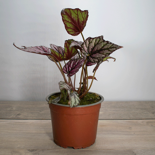 Begonia Rex – Colores que Enamoran, Estilo que Inspira