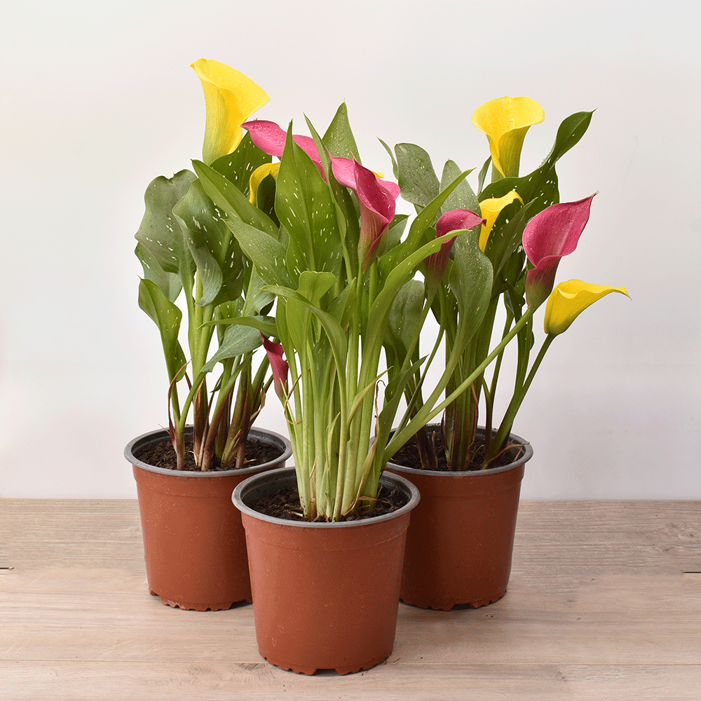 Cala de Color – Elegancia en Flor Todo el Año