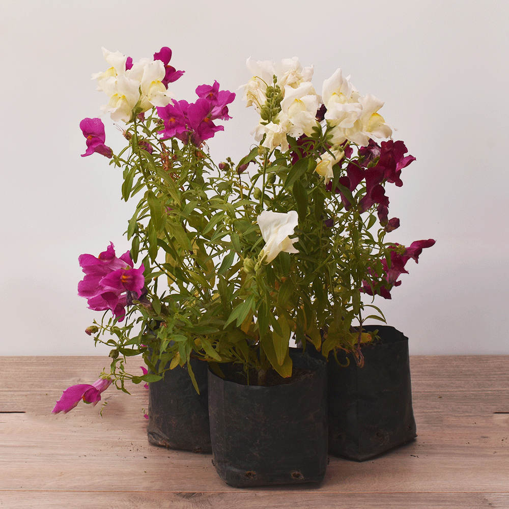 Perrito (Cartucho) – Color y Alegría para tu Jardín o Terraza