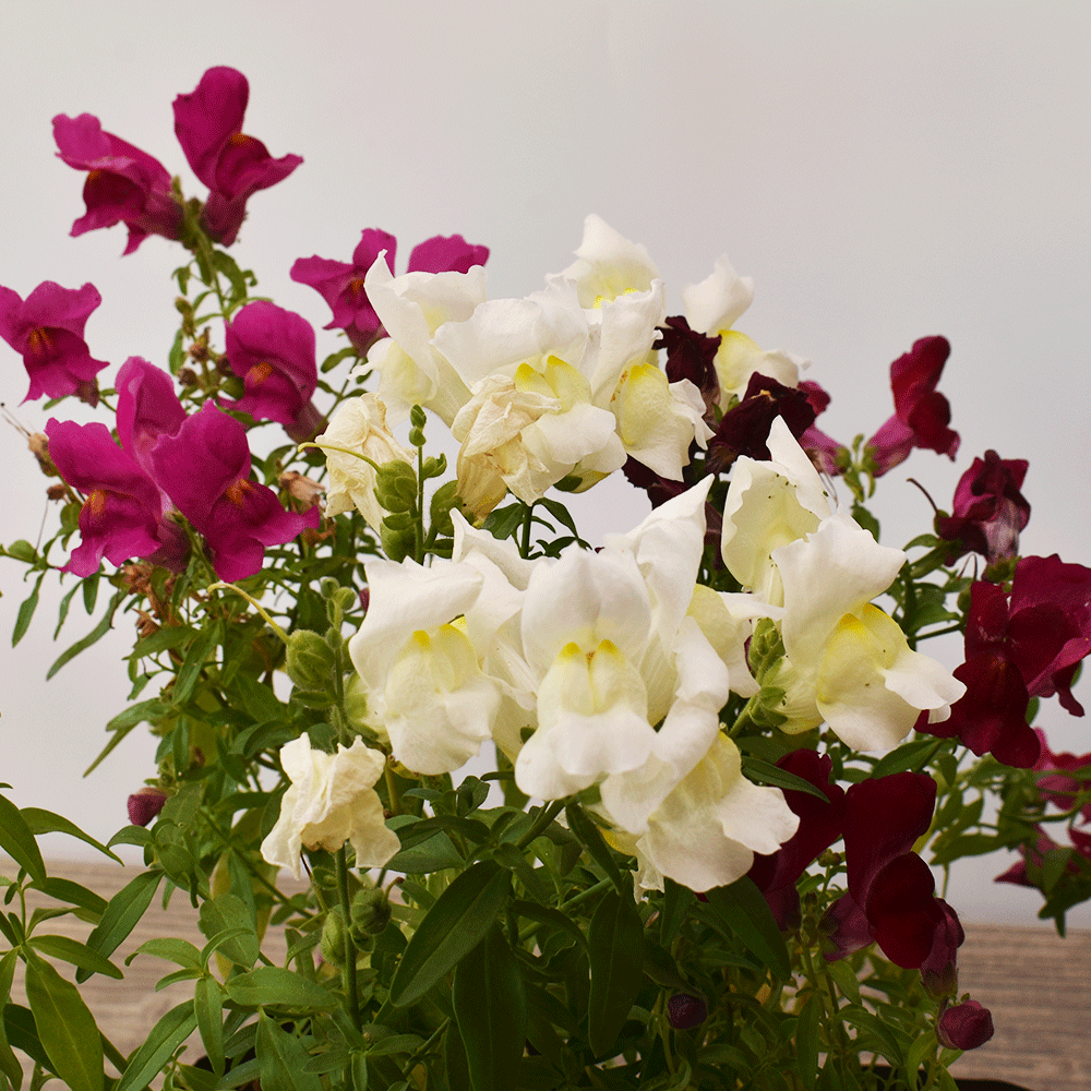 Perrito (Cartucho) – Color y Alegría para tu Jardín o Terraza