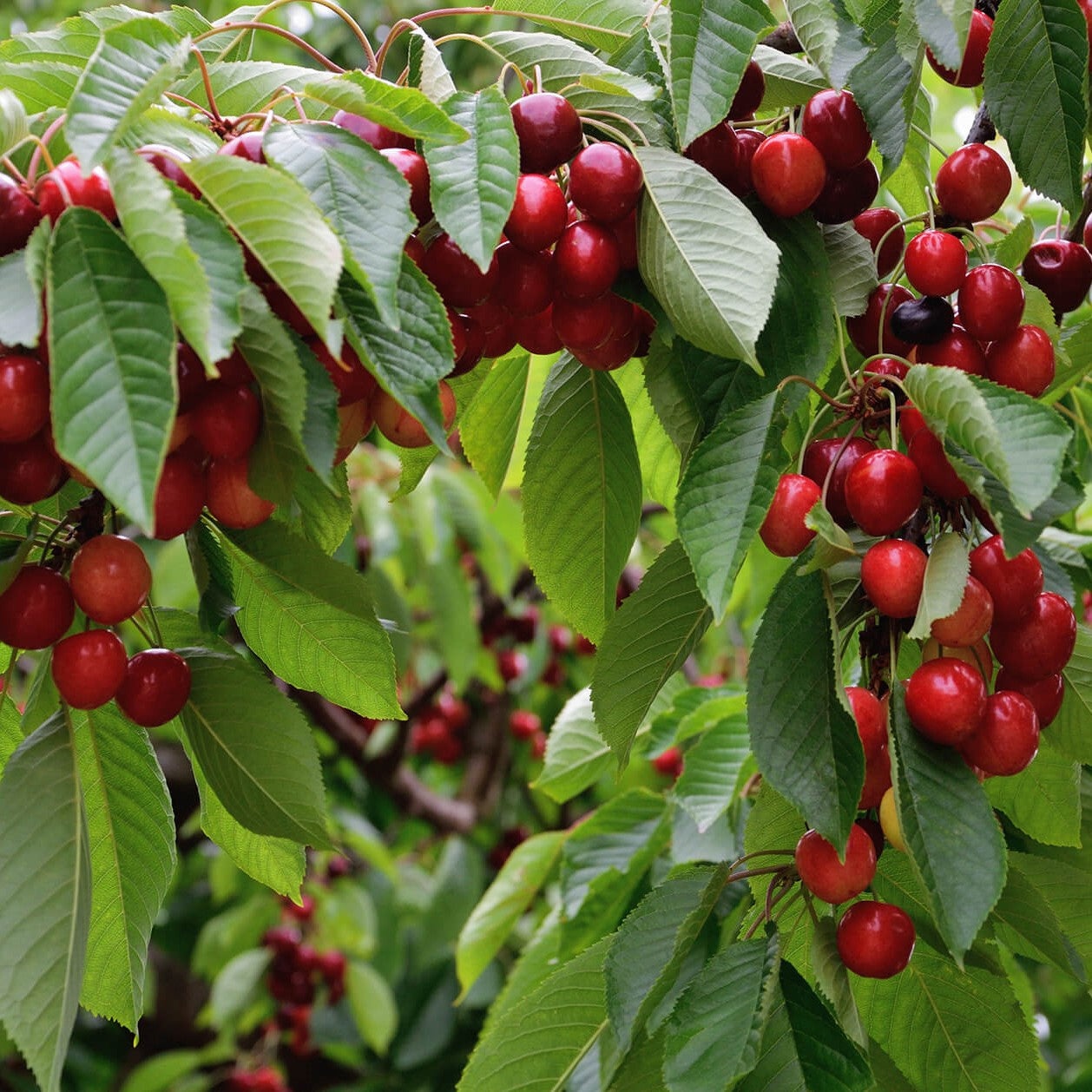 Cerezo Lappins – Dulzura y belleza que llenan tu jardín de vida y sabor