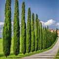 Ciprés Italiano – Elegancia Vertical y Privacidad Natural para tu Espacio
