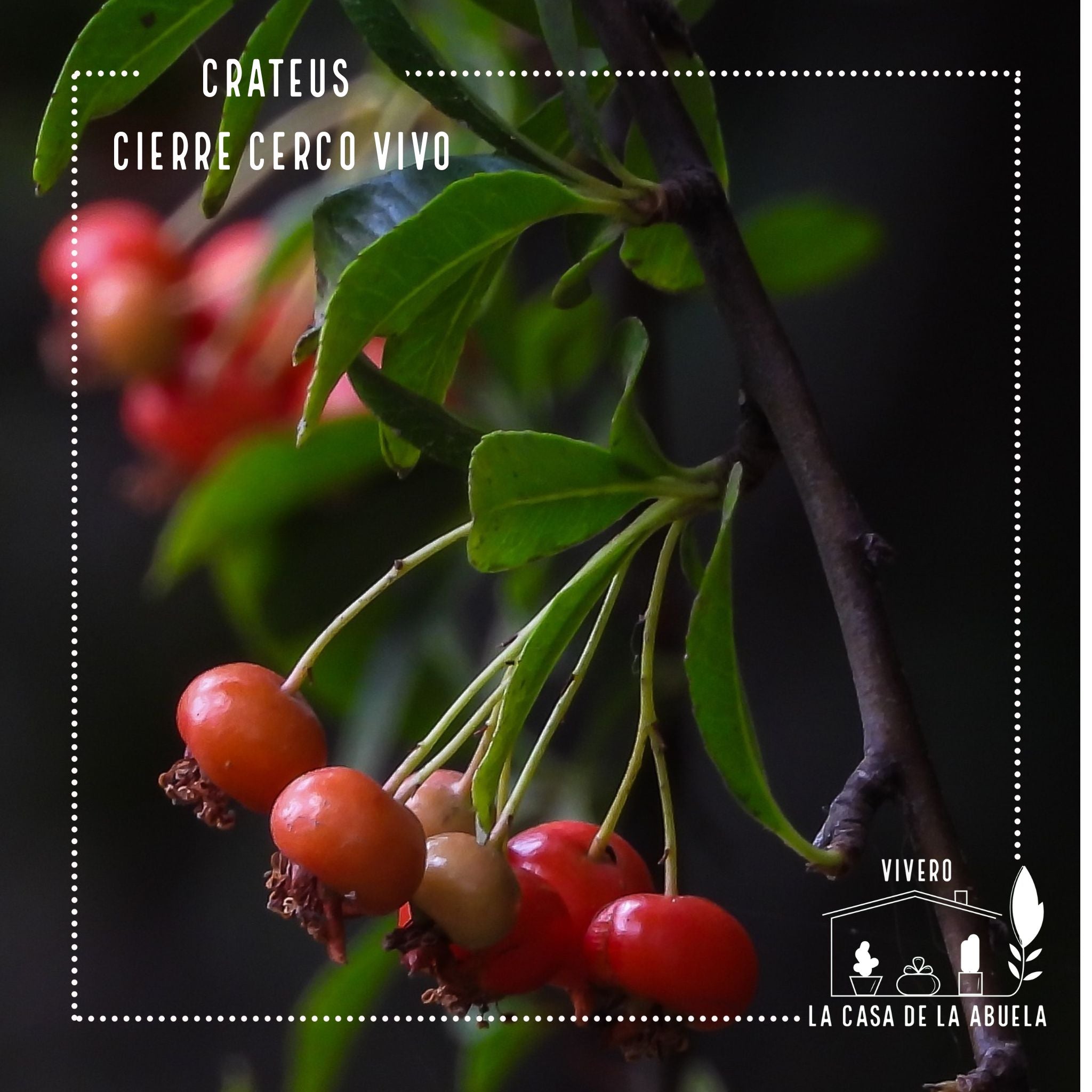 Crataegus – Seguridad Natural y Belleza en tu Cierre Perimetral