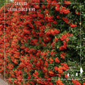 Crataegus – Seguridad Natural y Belleza en tu Cierre Perimetral