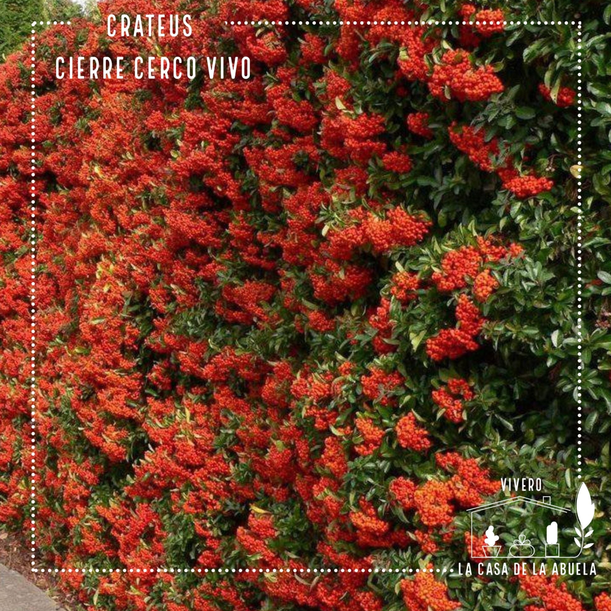 Crataegus – Seguridad Natural y Belleza en tu Cierre Perimetral