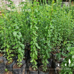 Crataegus – Seguridad Natural y Belleza en tu Cierre Perimetral
