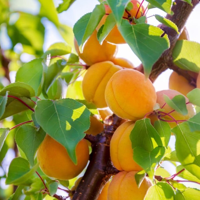 Damasco – Dulzura natural para transformar tu jardín en un paraíso frutal