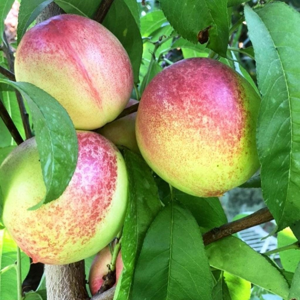 Durazno Plátano – Un clásico de sabor y tradición en tu jardín