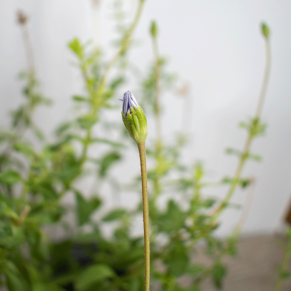 Felicia – Un Cielo Azul Florido en tu Jardín Todo el Año