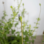 Felicia – Un Cielo Azul Florido en tu Jardín Todo el Año