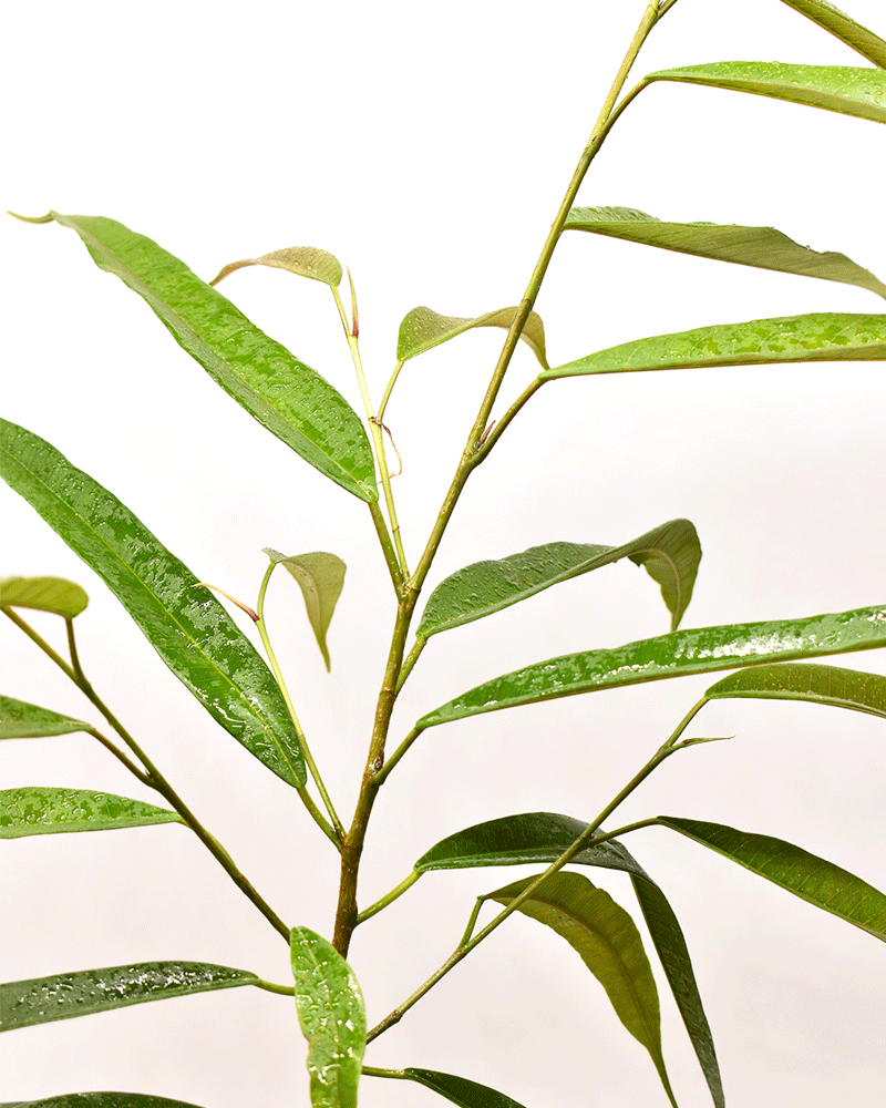 Ficus Alii – Elegancia Vertical que Purifica tu Espacio