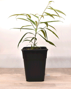 Ficus Alii – Elegancia Vertical que Purifica tu Espacio