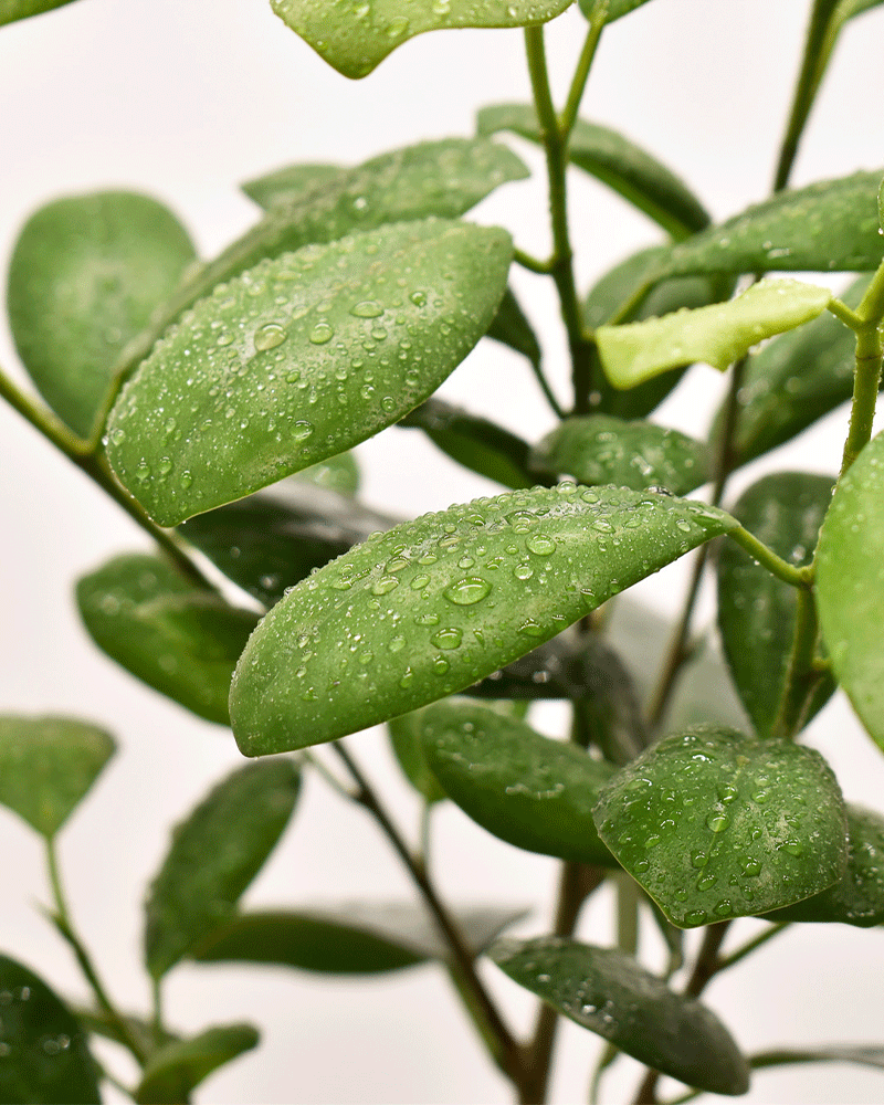 Ficus Moclame – Verde Brillante para Espacios Modernos