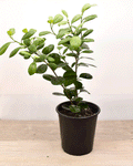 Ficus Moclame – Verde Brillante para Espacios Modernos