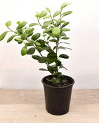 Ficus Moclame – Verde Brillante para Espacios Modernos