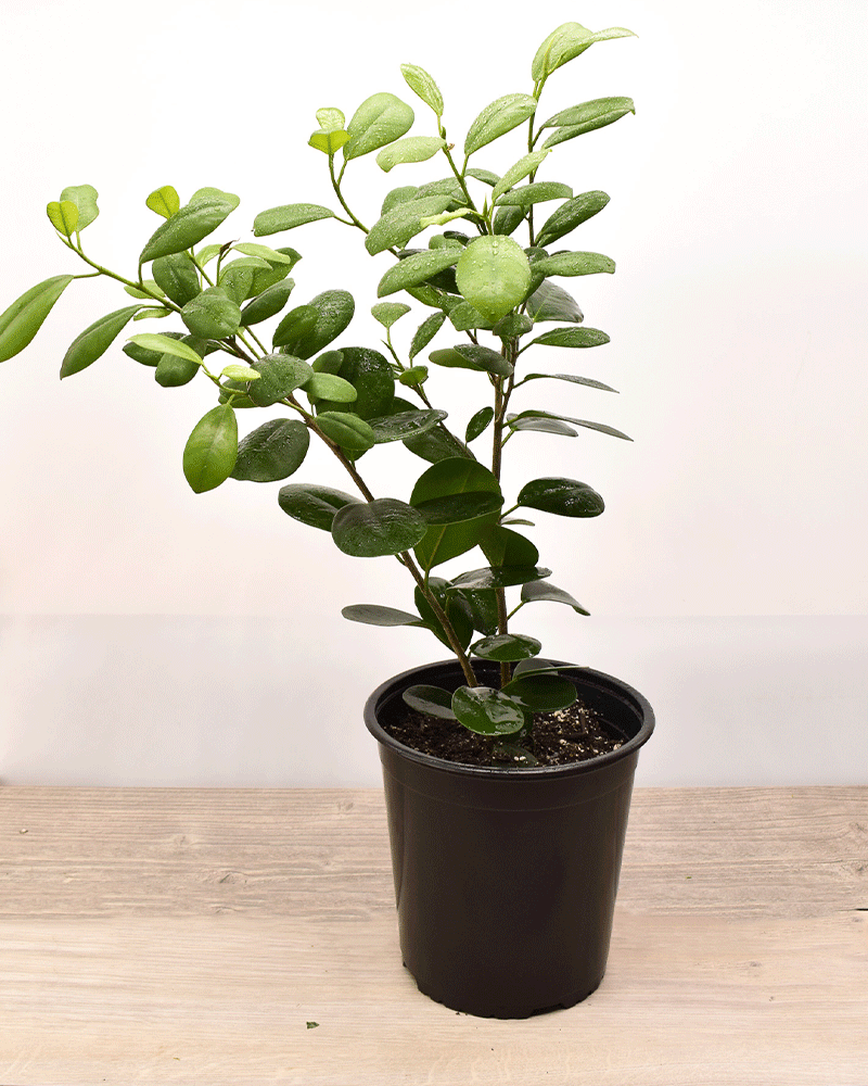 Ficus Moclame – Verde Brillante para Espacios Modernos