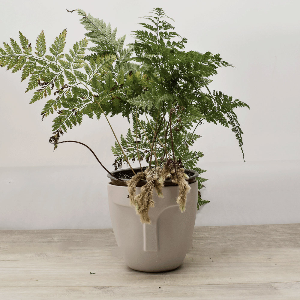 Helecho Pata de Conejo – Textura Salvaje y Encanto Natural para tu Hogar