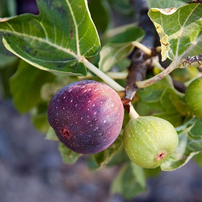 Higuera Negra – Sabor intenso y cosecha generosa directo desde tu jardín