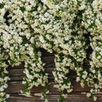 Jazmín Hélice – Aroma, Elegancia y Naturaleza en Movimiento