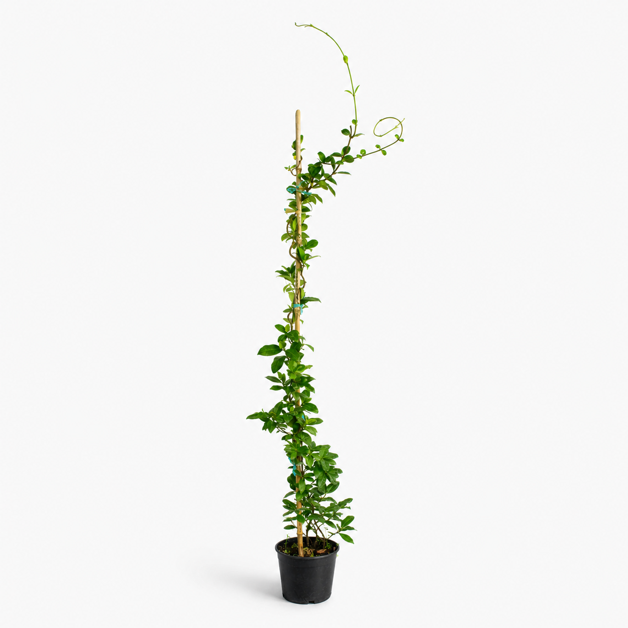 Jazmín Hélice – Aroma, Elegancia y Naturaleza en Movimiento