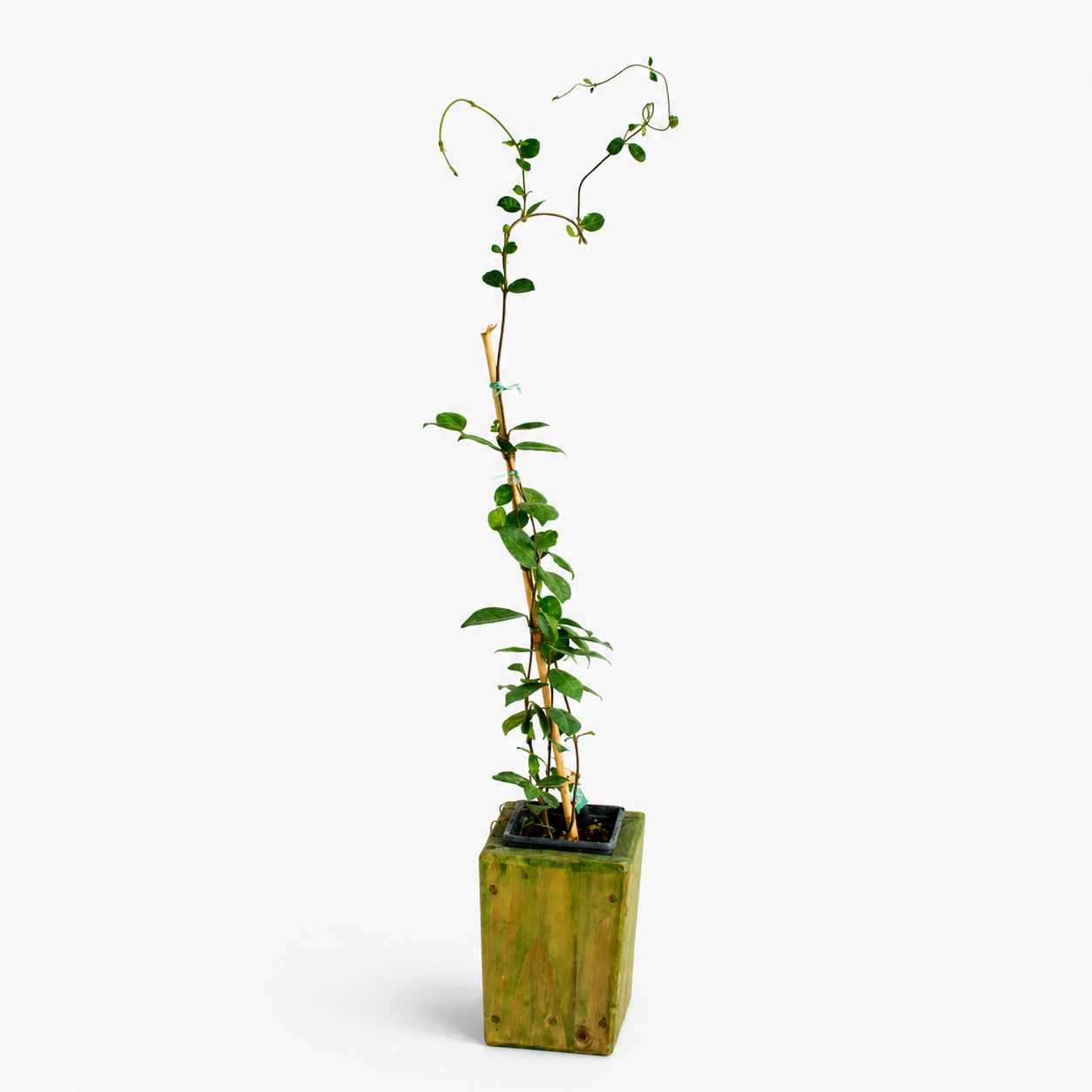 Jazmín Hélice – Aroma, Elegancia y Naturaleza en Movimiento