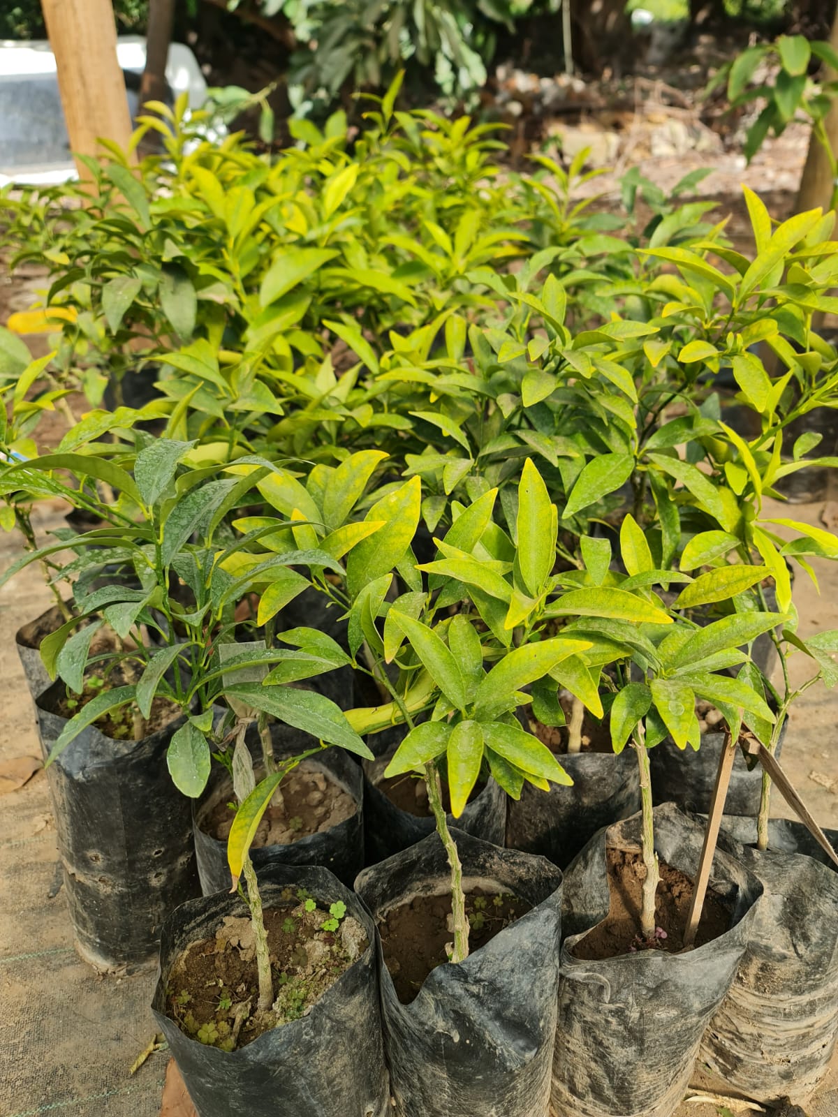Kumquat – El cítrico ornamental que endulza tu jardín y tu vida