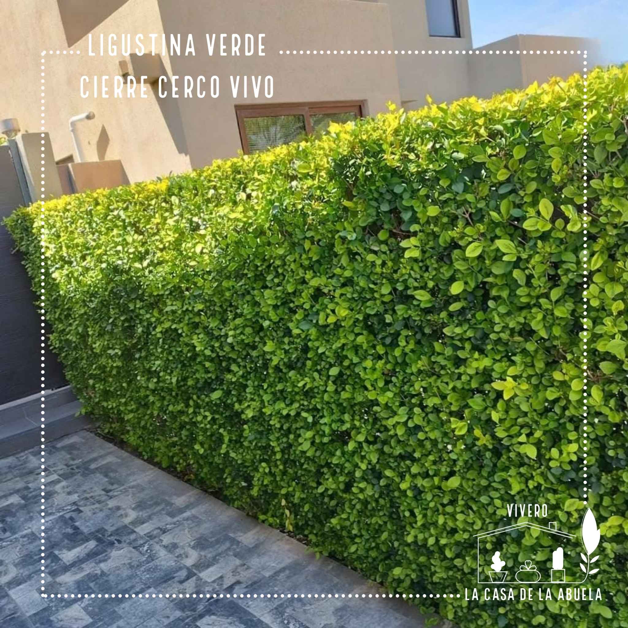 Ligustrina Verde – El Cerco Vivo que Crece Rápido y Siempre se Ve Bien