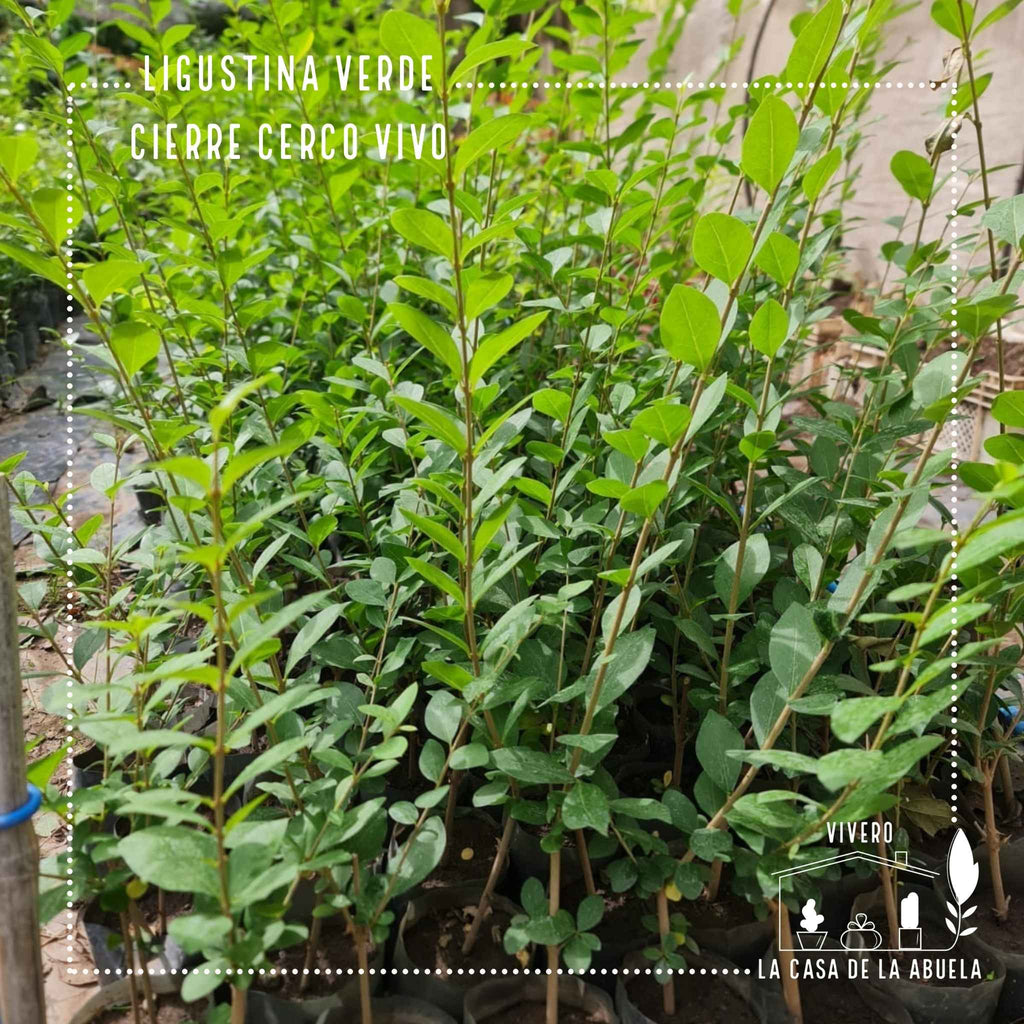 Ligustrina Verde – El Cerco Vivo que Crece Rápido y Siempre se Ve Bien