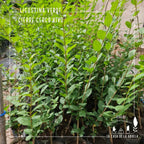 Ligustrina Verde – El Cerco Vivo que Crece Rápido y Siempre se Ve Bien