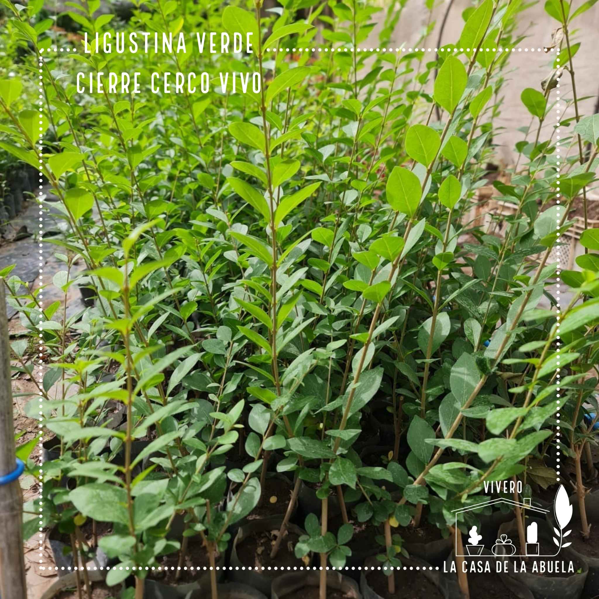 Ligustrina Verde – El Cerco Vivo que Crece Rápido y Siempre se Ve Bien