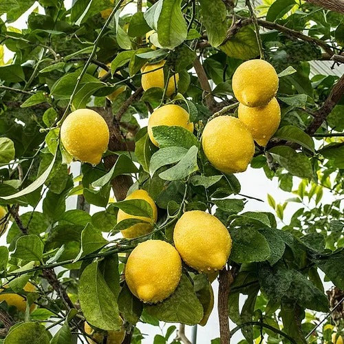 Limón Génova – Frutos todo el año y un aroma que revitaliza tu hogar