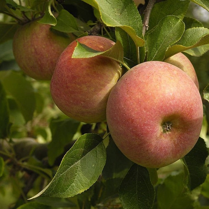 Manzano Fuji – El árbol que llena tu hogar de dulzura y tradición natural